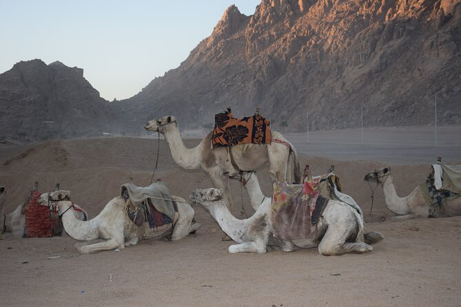 Star Gazing Safari tour By ATV Quad, Bedouin Dinner, telescope - Sharm El Sheikh - The telescope session and what you may see