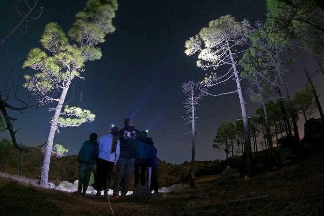 Sunset Hike and Stargazing Experience in Roque Nublo Mountains - Walking through the forest before sunset