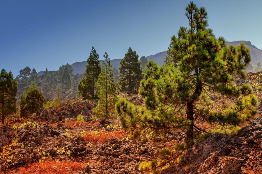 Teide: Guided Sunset & Stargazing Tour by Night with Dinner - Teide National Park is more than one viewpoint