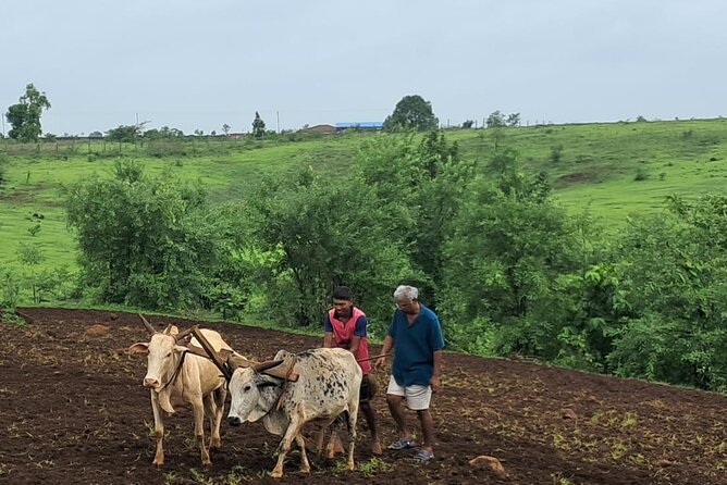 Tour De Small Town Maharashtra Nature Trekking and Star Gazing - Is $80.43 good value from Mumbai?