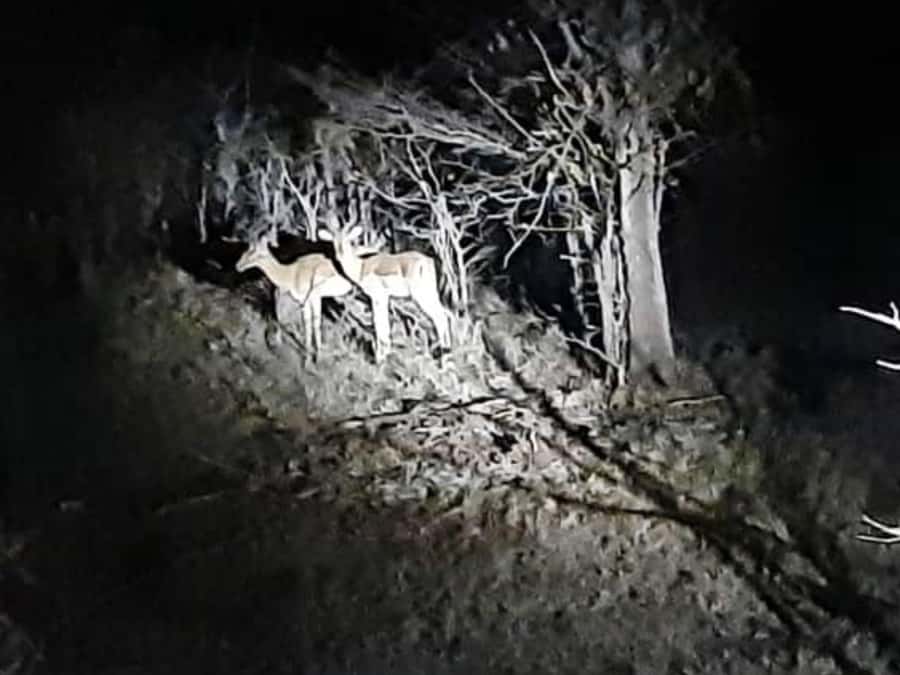 Victoria Falls: Bush Experience and Stargazing D-F-ES-GB - Booking details that affect your evening