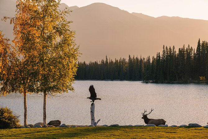 Wildlife Wild Skies: Jasper Planetarium Combo - The timing problem with the combined booking